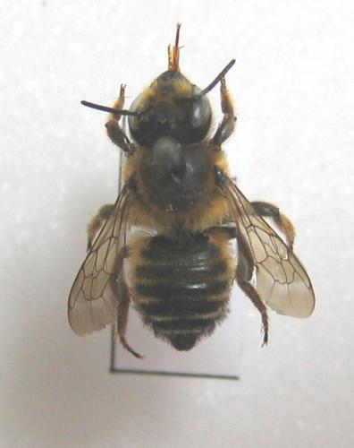 Megachile willughbiella