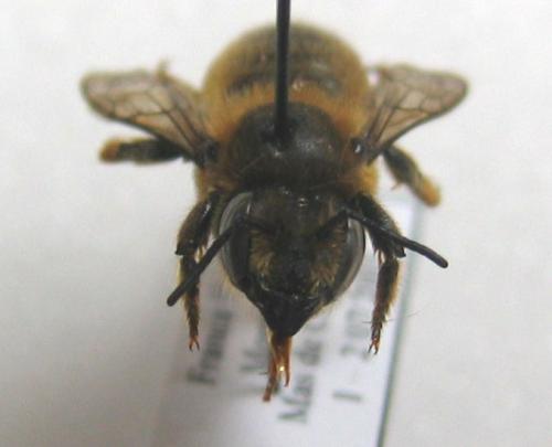 Megachile willughbiella
