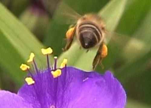 Apis mellifera