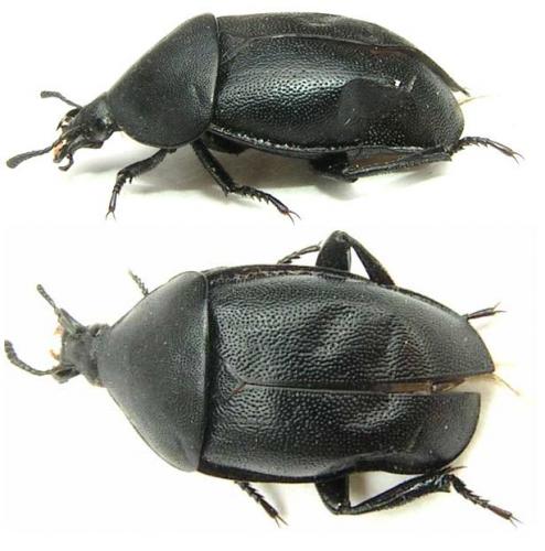 Ablattaria laevigata