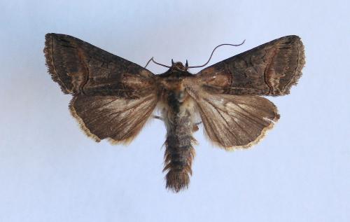 Abrostola triplasia