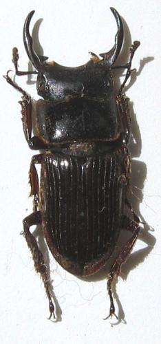 Aegus sp.