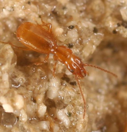 Réf. 6 573 : Aepus robinii