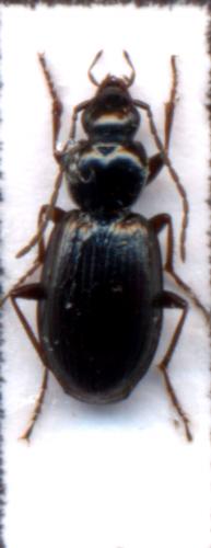 Réf. 6 633 : Agonum sp.