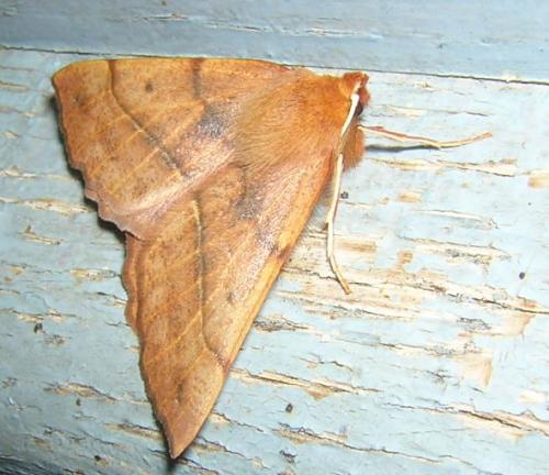 Réf. 6 036 : Colotois pennaria