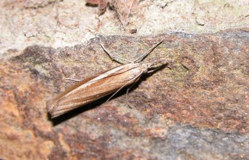 Agriphila sp.
