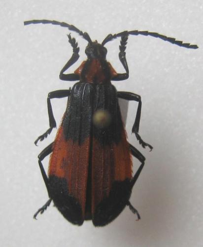 Réf. 6 391 : Amphidesmus platypterus