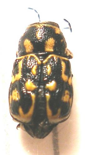 Pachybrachis sp.