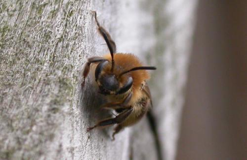 Réf. 6 298 : Andrena barbilabris