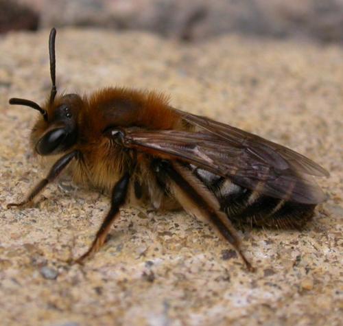 Réf. 6 296 : Andrena barbilabris