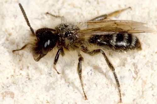 Réf. 6 240 : Andrena sp.