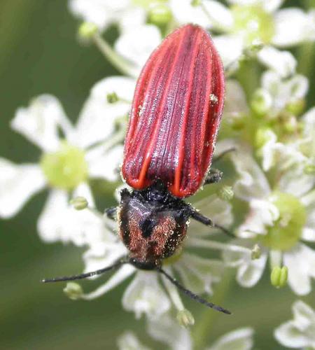 Anostirus purpureus