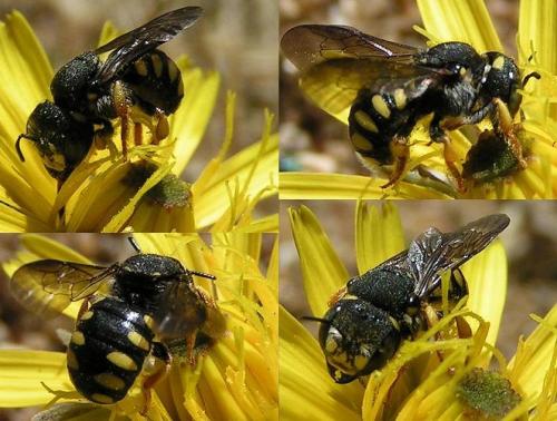 Réf. 6 315 : Pseudoanthidium lituratum