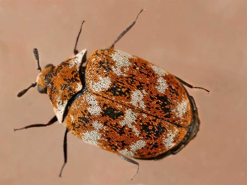 Réf. 6 988 : Anthrenus verbasci
