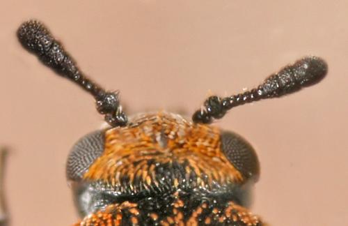 Anthrenus verbasci