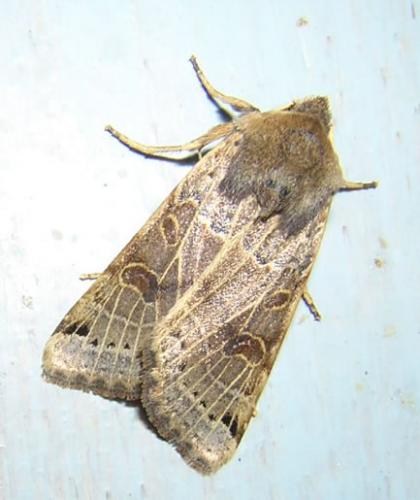 Agrochola lunosa