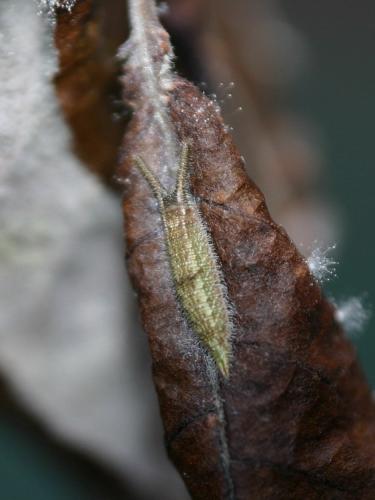 Réf. 6 866 : Apatura iris