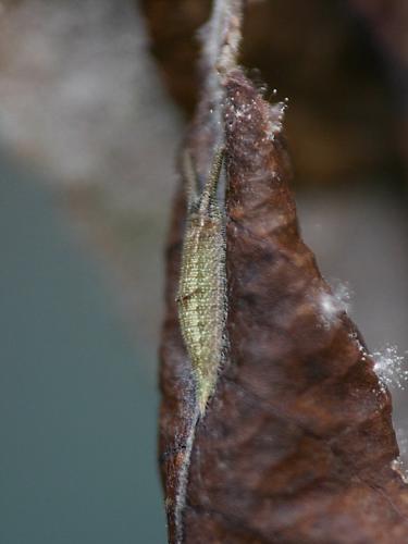 Réf. 6 867 : Apatura iris