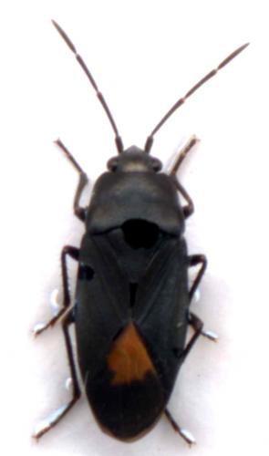 Aphanus rolandri