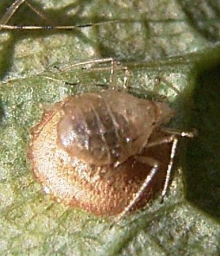 Réf. 6 497 : Praon sp.