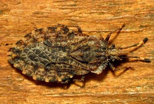 Aradus sp.