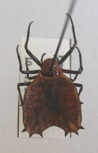 Micrathena clypeata