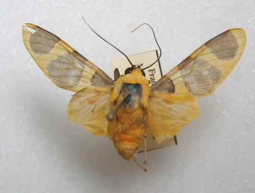 Emurena fernandezi