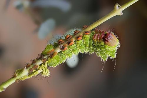 Argema mittrei