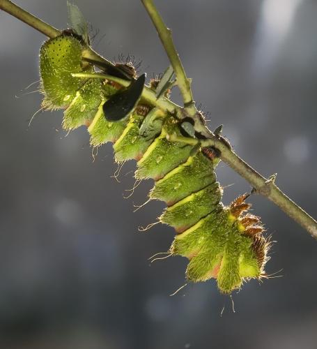Argema mittrei