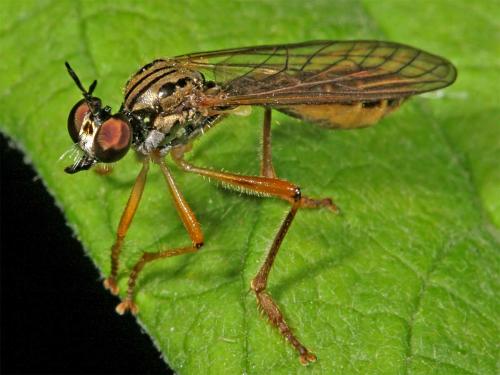 Dioctria linearis