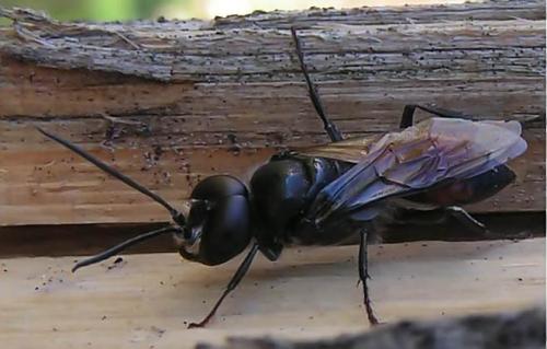 Astata sp.