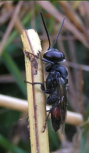 Astata sp.