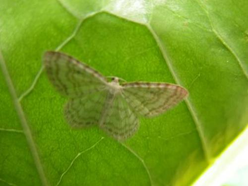 Asthena albulata