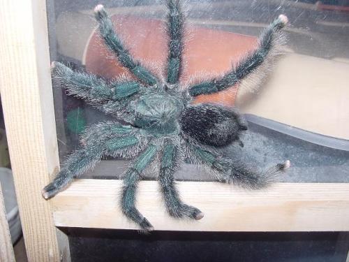 Avicularia sp.