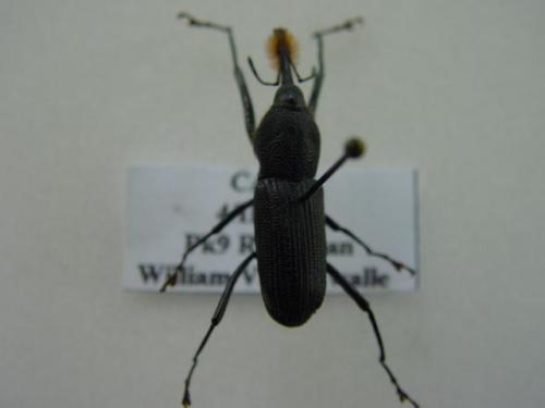 Rhinostomus barbirostris