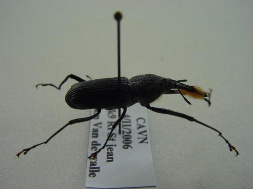 Rhinostomus barbirostris