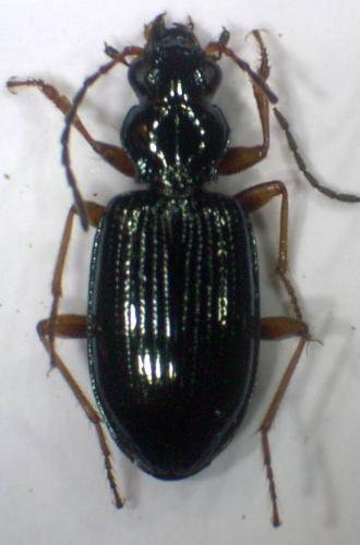 Bembidion latinum