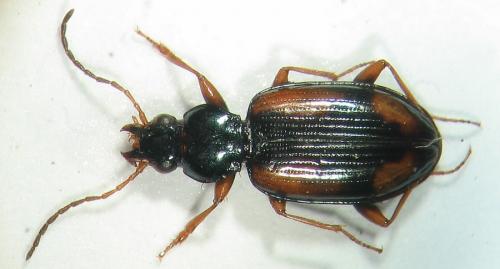 Réf. 6 908 : Bembidion bualei bualei