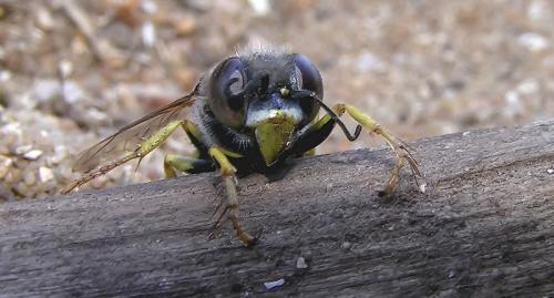 Réf. 6 371 : Bembix oculata
