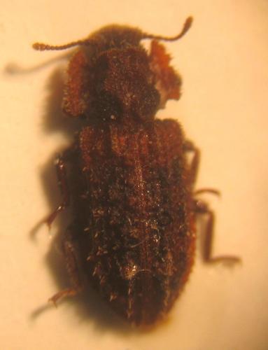 Endophloeus markovichianus