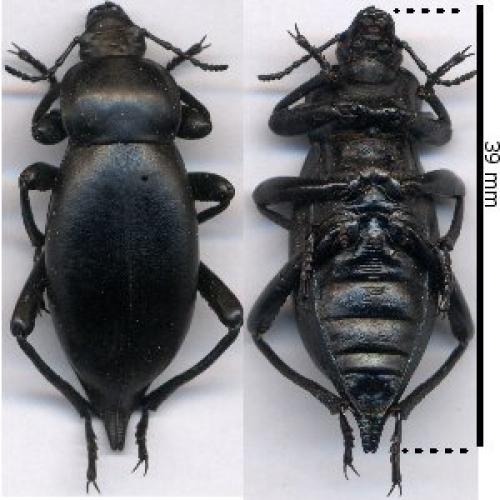 Blaps lusitanica