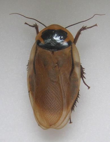 Blaberus sp.