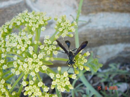 Isodontia mexicana