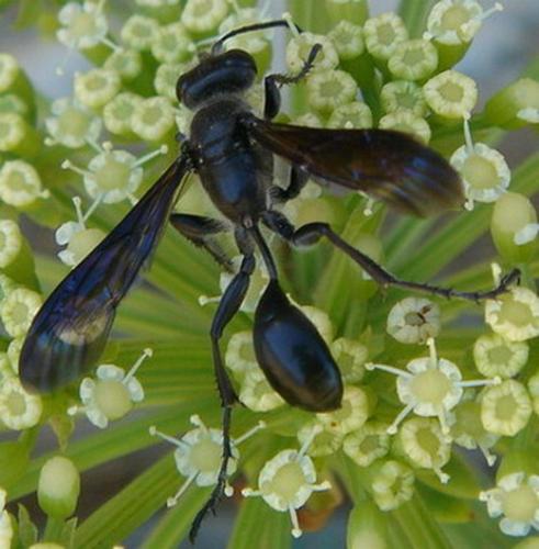 Isodontia mexicana