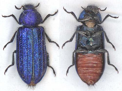 Réf. 6 595 : Melyris abdominalis