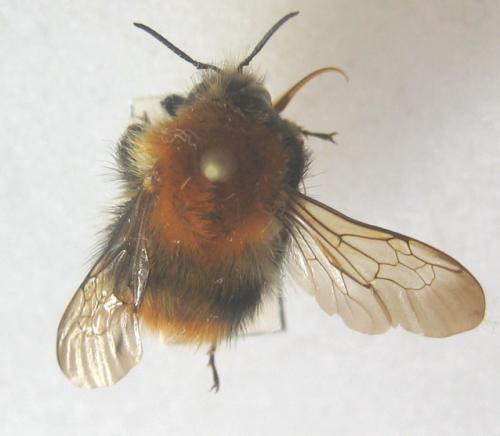 Réf. 6 864 : Bombus pascuorum