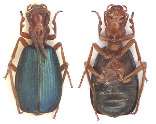 Réf. 6 282 : Brachinus sp.