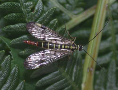 Panorpa sp.