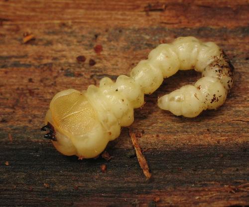Trachypteris picta decostigma