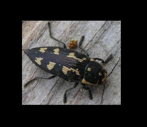 Réf. 6 360 : Buprestis novemmaculata
